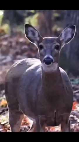 Gets me mad every time #flyinarrow #jzoutdoors #hunting #deer @strongoakarmory  