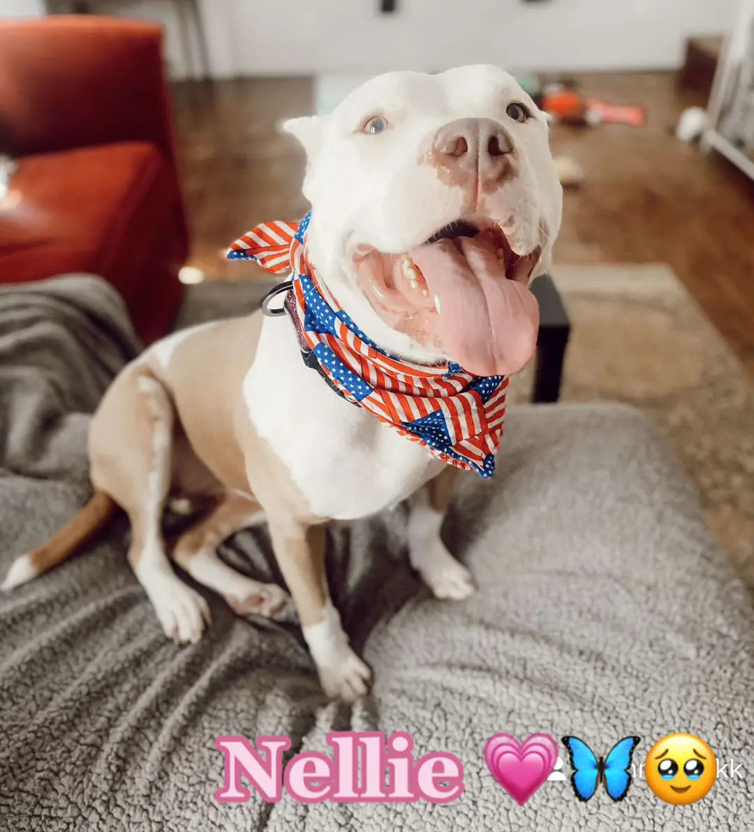 The best decision I ever made. 💗 my rescued babe. #adoptdontshop #pitbull #adoption 