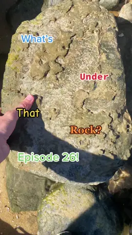 Episode 26 of whats under that rock? #fyp #shellcade #seashells #viral #whatsunderthatrock 