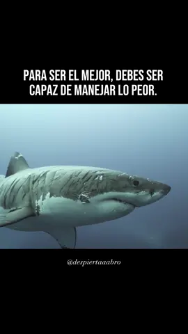 ¨Las dificultades te hacen mas fuerte¨ #superar #sermejor #capaz #tiburon #marcas #heridas #superacionpersonal #desarrollo