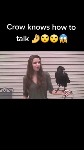 #fyp #foryou #raven #crow #bird #birdsoftiktok #mrtraveltheworld #al3x_mfg #talkingcrow #foryoupage #nice #followme #share #fyptiktok #fypagetiktok #naturebirds #animalsoftiktok #fyyyyy 