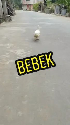 Liat bebek lagi jalan aja terbayang lagu ini 😄