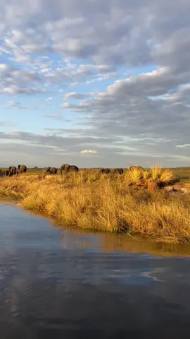 Africa, I love you.                                               #africa #explore #fyp #adventure #botswana #zimbabwe #travel