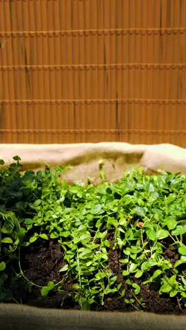 Wow! Simple plant hacks for your garden. #PlantTok #gardeningathome #DIY 