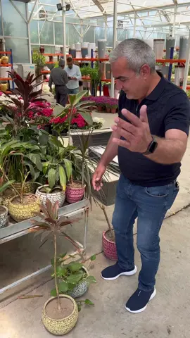بەکار هێنانی خۆڵی خراپ بۆ گوڵەکانی ناو مەرکان دەبێتە هۆی کەم گەشەیی و لاوازی گوڵەکان گەوڵ بدەن ئەگەر تێکەڵەی خۆڵتان کرد با بەشی زیاتر پیتمۆس بێت#osmanxoshnaw #foryoupage #flowers #diyarnasih57 #foryou #diyarnasih57 