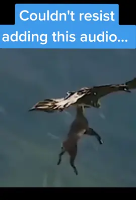 RIP mountain goat, but this video was BEGGING for this sound 😂🐐🦅#wholenewworld #aladdin #funny #funnyanimals #fyp 