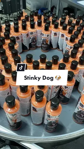 Todays scent is all about Stinky Dog🐶 our dog shampoo that is perfect for all those 🦊💩 rollers!  UK Made & loved by dog parents & groomers worldwide 🤩🧡 Have you tried our dog shampoos? Let us know your fave if so! #dogproducts #dogshampoo #shampoofordogs #shampoofordog #pettok #dogsoftiktok #doglovers #dogparents #dogparent #satisfying #manufacturing 