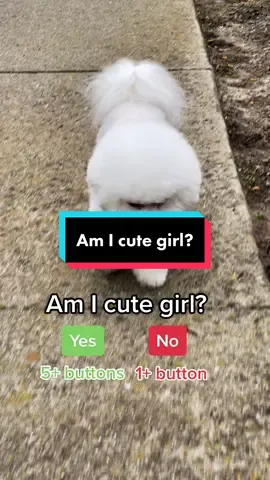 Am I cute girl? 🥰 #cutedog #bekind #petlover #dogsoftiktok #PetsOfTikTok CR: @titan.the.shepherd #scc💚 #petslife🐶 