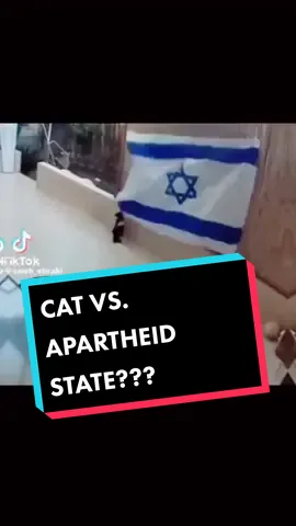 FIRST CROWS, NOW CATS ARE ALSO JOINING IN ON COMBAT AGAINST THE APARTHEID STATE OF ISRAEL. STANDING OPPOSSED TO ISRAEL IS A NATURAL INSTINCT AFTER ALL! #freepalestine #falestine #boycottisrael #apartheidgovernment #muslimtiktok #iran #iranstandswithpalestine  #middleeast #islamic_video #islamic_video #viralvideo #iraniantiktok #funny #funnyvideos #ArabTikTok #arabsbelike #rightsideofhistory #cats #catsoftiktok #catsvideo #cataareawesome #catsaremuslim 