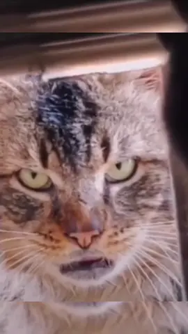 Scottie Vs. Curtis 🐈 & 🐈‍⬛ #Skippitypapcats  Tony Baker Animal Voiceovers #animalbros #animalsoftiktok #animals #bros #animallover #cats #catlover 