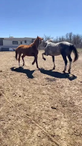 Turned the studs out for the day. No mares they could get to fight over. #studs #horse #horses #western #cowboy #fyp #foryou #fypシ #foryoupage #equine #southdakota 