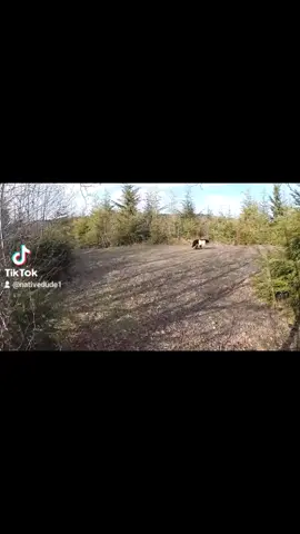 #crazyshit #blackbear #shoalwaterbay #nativetiktok #tribal #kermodebear #onlyone #spiritbear #ghostbear 