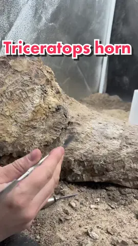 You cant always beleive what you hear these days 👀. This is an AI generated voice of David Attenborough(not the actual David Attenborough lol). But I do wish that he woudi narrate my work 😂. #fossil #paleontology #nature #dinosaur #triceratops 