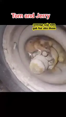 Vidiolucu #kucinglucu #kucingvstikus #fyp #fypシ゚viral #kucingvstikus🤣 