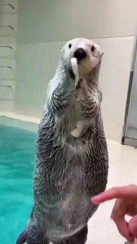 If this doesn't just melt your heart, I don't know what will! And can we talk about that pocket?! #otters #ottershavepockets #ottersoftiktok #cuteanimals #cuteanimalsoftiktok