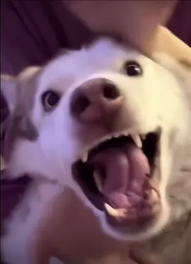 😂🐶 #funnydog #jisooflower #funnyvideos #fyp #tiktok #viral 
