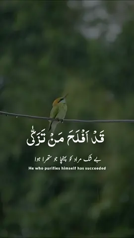 Most beautyfull quran recitation urdu translation Abdul Rahman mossad #quran #islamic #islamic_video #عبدالرحمن_مسعد 