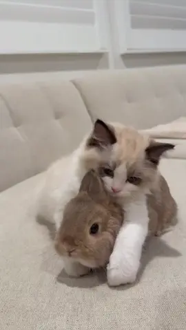 #猫ちゃん #cate #pet #猫 #癒し so cute cate かわいいねこちゃん、ねこ､ウサギ#rabbet 