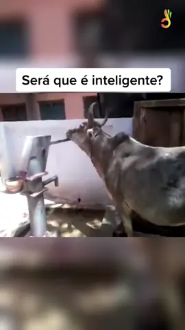 Inteligente demais Esse ai não passa sede nunca 😂  #inteligencia #gado #fazenda #roça 