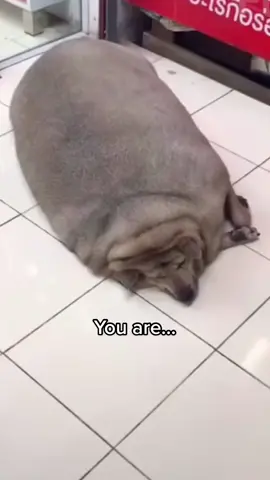 These dogs are chunky! #fatdogs #thickerthanasnicker #chunkydog #chubbypuppy #funnydogvideos 