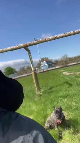 😳 whole football field recall and this is post workout for her #fyp #viral #fypシ #trending #dogsoftiktok #presacanario #foryou #dogsvideo #funny 