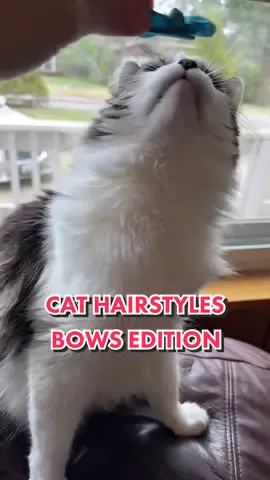 Let me know what cat hairstyle you want to see next #fyp #cat #cats #catsoftiktok #catlover #cathairstyle  