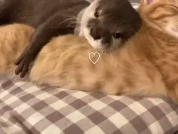 #catandotter: the little otter holding tight onto the kitty ♡(*´ω｀)o #otter #cat #kitty #saoseal #orangecat #animals #animal #cute  #Love #yaey #animallife
