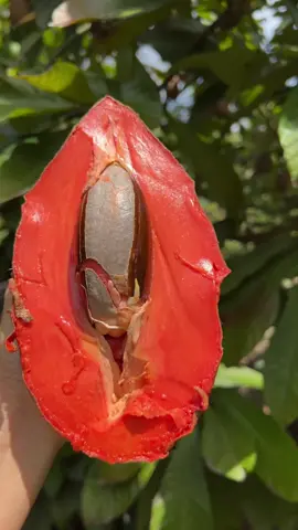 What does this fruit remind you of? 🧡 Pouteria sapota, the mamey sapote, is a species of tree native to Mexico and Central America. The word “sapote” is from the Aztec word tzapotl, which means soft, sweet fruits.  The variety of Mamey Sapote in this video is called Magaña. Wait until your Mamey Sapote is soft all over before opening 🔥 Mamey Sapote is super high in vitamin B6, vitamin C, copper, fiber, and vitamin E. To me it tastes like a mix between sweet potato and pumpkin pie and has the texture of avocado. Available at MiamiFruit.org 🌈 #mameysapote #sapote #zapote #sawo #mamey #chicofruit #sapota #natureasmr #pouteriasapota 