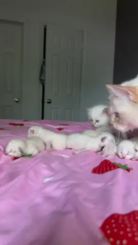 Nymeria had 3 boys and 3 girls 