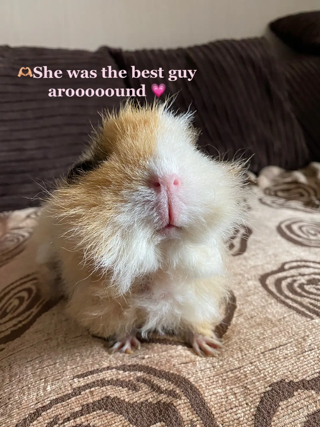 Miss pops #psvr #bestguyaround #capybara #guineapigmom #guineapigsoftiktok #guineapigcare #guineapig 