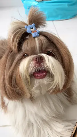 Meu amor todinho 🥹❤️ #shihtzu #cachorrosfofos #dog #animaisnotiktok #pet #cachorrosengraçados 