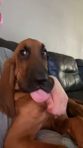 Salem said 👁️👅👁️ #salemthebloodhound #salem #bloodhound #PetsOfTikTok #hounddog #puppy #funny #tongue #cute #bloodhoundsoftictok #bloodhoundtiktok #youaintnothingbutahounddog 