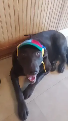 I don't think he likes his new hat. #choclatelab #labsoftiktok #dogsoftiktok #helicopterhat #fyp 