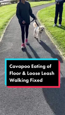 Cavapoo eating of floor & loose leash walking fixed. #cavapoo #smalldog #cutedog #leashpulling #dogadvice #looseleashwalking #DogTraining #fyp #dogtraining #dogs #viral 