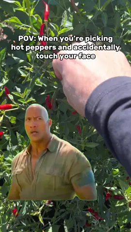 Breaking the number one rule of growing hot peppers. 🌶😢  Buon giardinaggio! #garden #gardening #gardeningtips #gardentok #plants #gardening101 #gardeninghacks #gardeningtips #gardener #gardenproject #gardendesign #plantsoftiktok #italian  #capcut #hotpepper #pepper #peppers 