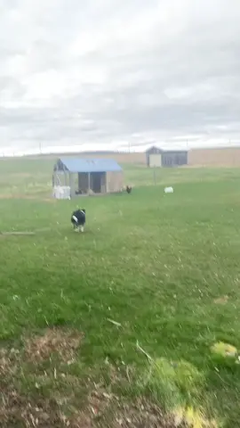 She does a great job putting the hens away but always has trouble with big red bully (the rooster) #dog #dogsoftiktok #farmdog #chicken #rooster #funny #fyp 