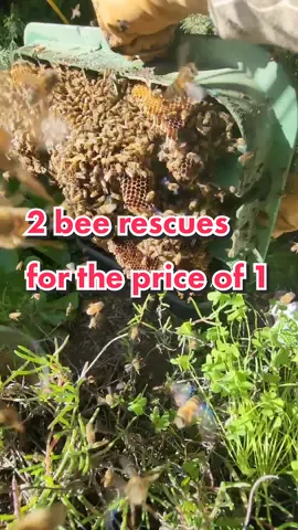 can you help find BOTH queen bees? #beetok #bees #savethebees #animals #nature #wildlife #bugs #construction #contractor 