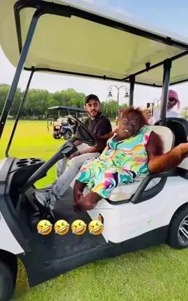 Orangutan driving a golf cart #dubai #orangutan #animals #funny #funnyanimals #golfcart  