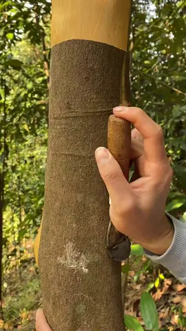 How trees are carved..