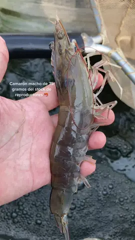 Camaron macho del stock de reproductores (Camarón blanco) 🦐 #biology #biologia #acuacultura #aquaculture #shrimp #camarones #camarón #biofloc #prawns