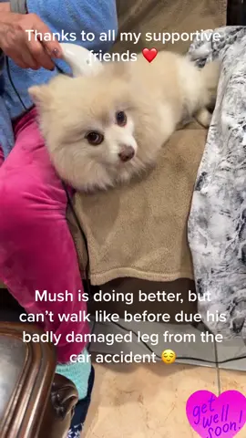 #dog#animal#of#tiktok#badly#hurt#fypシ 