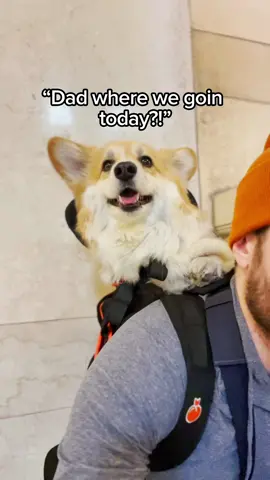Every day is an adventure #funnydog #corgi #dogbackpack 