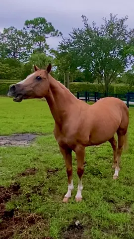 🔊VOLUME UP . . . Happy Friday! 😀  🌴☀️🌴 #HorseWhinny #horseneighing #Whinny #Neigh #HorsePlanet #LivingTheFloridaLife #VibeWithUs #HorseLover #FarmAnimals #FYP #BeautifulHorses #DukeThePalomino 