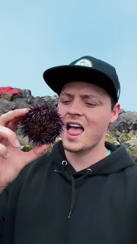 We Must Eat the Purple Sea Urchin #science #animals #nature 