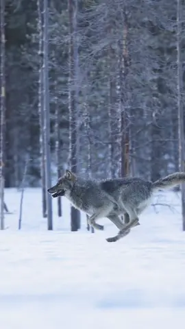 It’s hard to put into words the feeling of seeing wild wolves in Finland, these two individuals put on a show by chasing and playing with each other just before sunrise. It really made getting up at 4am worth it when you get a front row to watch one of natures top predators up close. It’s estimated that only 150 wolves can be found in Finland now due to hunting and conflict with humans so it was a real privilege to see this pack of 4 @CanonEMEA #canonnordic 