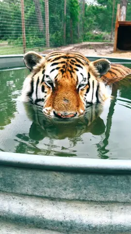 Zeus cooling off 🐯 #NOTpets #tiger #tigers #Love #bigcat #bigcats #cat #cats #animal #animals #beautiful #amazing #wow #stunning #cool #fl #florida #fyp 