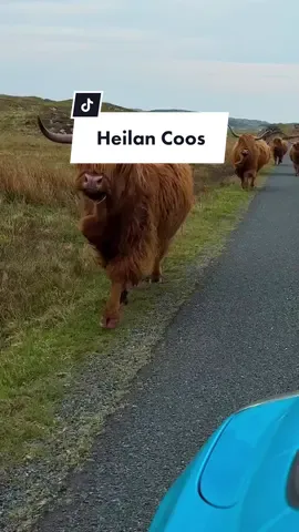 Look at them go 💙 #Scotland #visitscotland #highlandcow #highlandcoo #highlandcoos #coo #cow #scottishtiktok #isleofmull