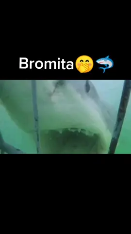 Bromita🤭🦈 #animalesmarinos #tiburones #meme #humor #fypシ 