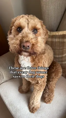 Anyone else? 😂 #dogs #dogsoftiktok #dog #cockapoo #PetsOfTikTok #fyp #foryou 