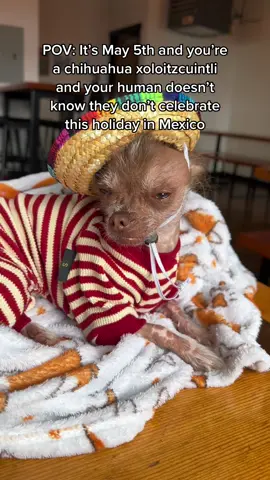 🍹she looked so good in the hat for the solid 3 seconds she wore it 🤣 #cincodemayo #dogtok #dogmoms #hairlesschihuahua #mexicandog #xoloitzcuintle #chihuahua #chihuahuasoftiktok #chihuahuas #🍹 #dogs #hairlessdog #tinydogs #dogsinhats 